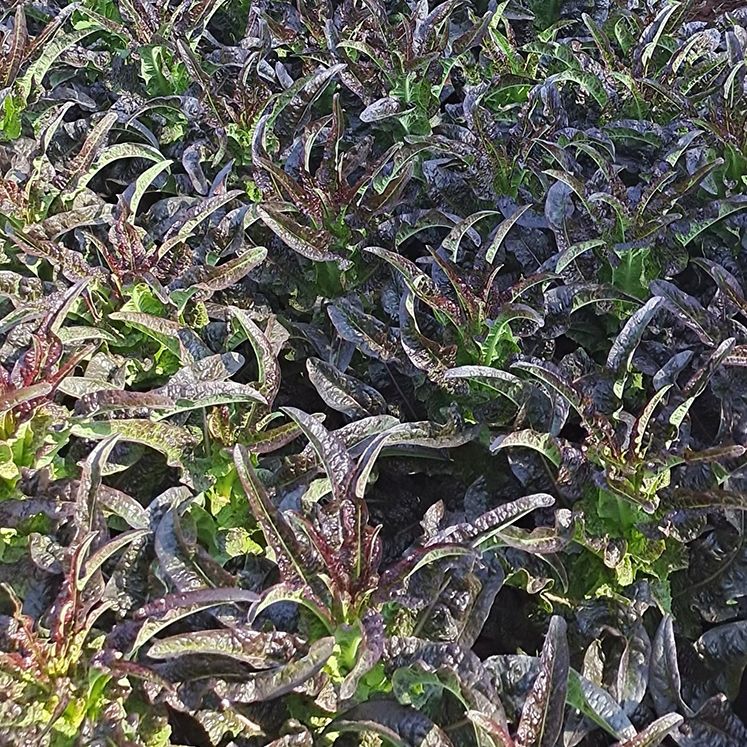 莴笋白莴笋青莴笋鲜嫩红尖叶香莴苣现采直发湖北无空心