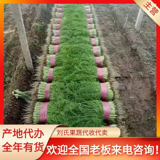茴香苗