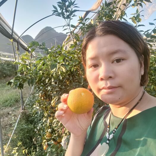 阳山县又甜又多汁的红美人大量上市