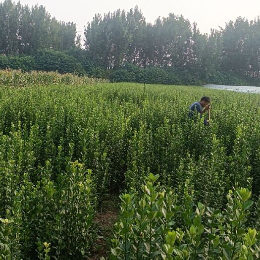 临朐县丛生北海道黄杨种植基地常年对外批发