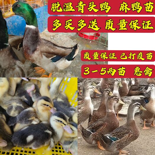 南宁供应脱温大种麻鸭，白鸭，番鸭苗，保证健康鸭群，优质品种！