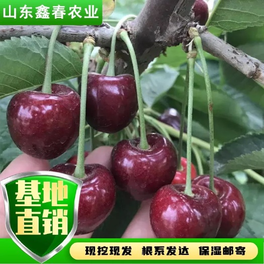 泰安基地现挖现发俄罗斯八号美早布鲁克斯沙王吉塞拉矮化樱桃苗