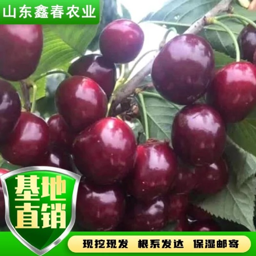基地直发樱桃苗现起现挖美早齐早黄蜜瑞德鲁樱三号沙王布鲁克斯