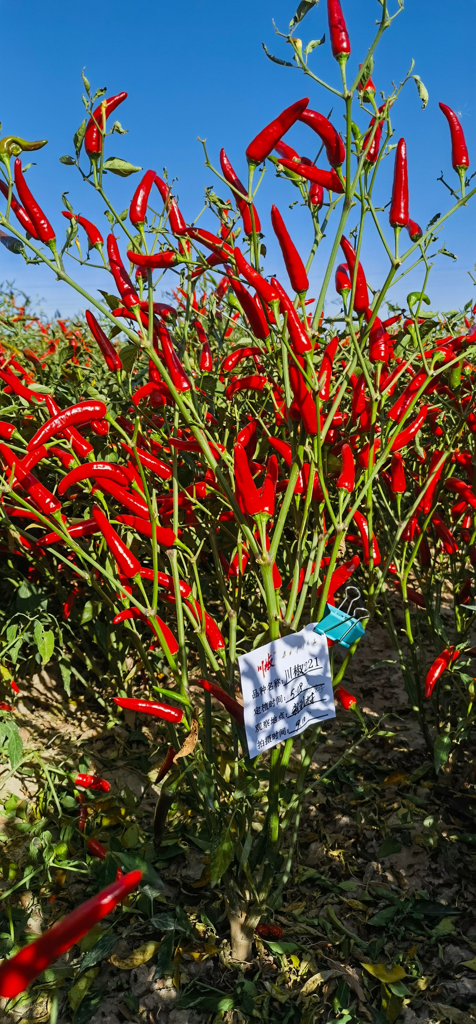 川椒221  朝天椒种子
