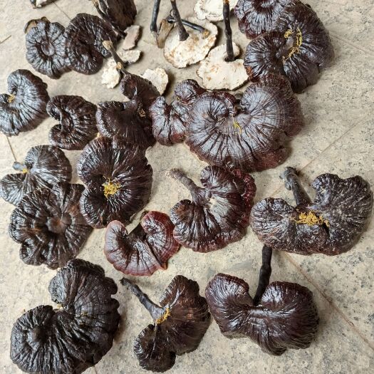 寻乌县灵芝