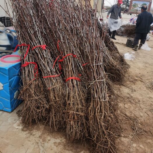 蟠枣苗  蟠枣苗  蟠枣接穗  蟠枣苗 蟠枣苗 蟠枣苗 蟠枣