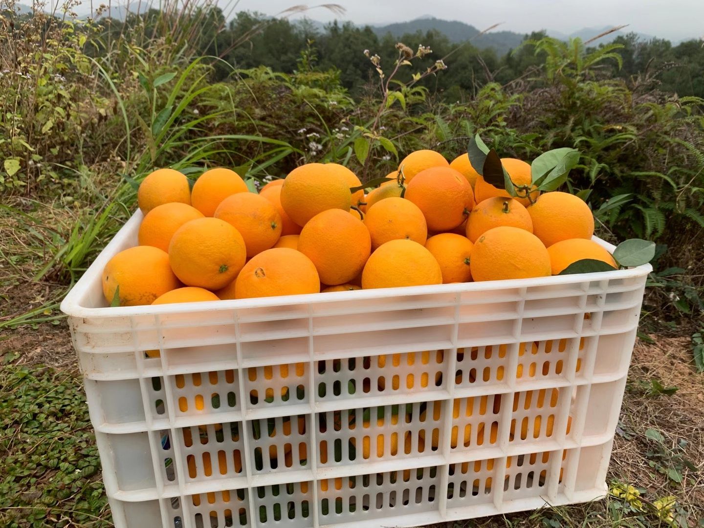 赣南寻乌脐橙橙子应季新鲜水果无核化渣果园直发 包甜纽荷尔