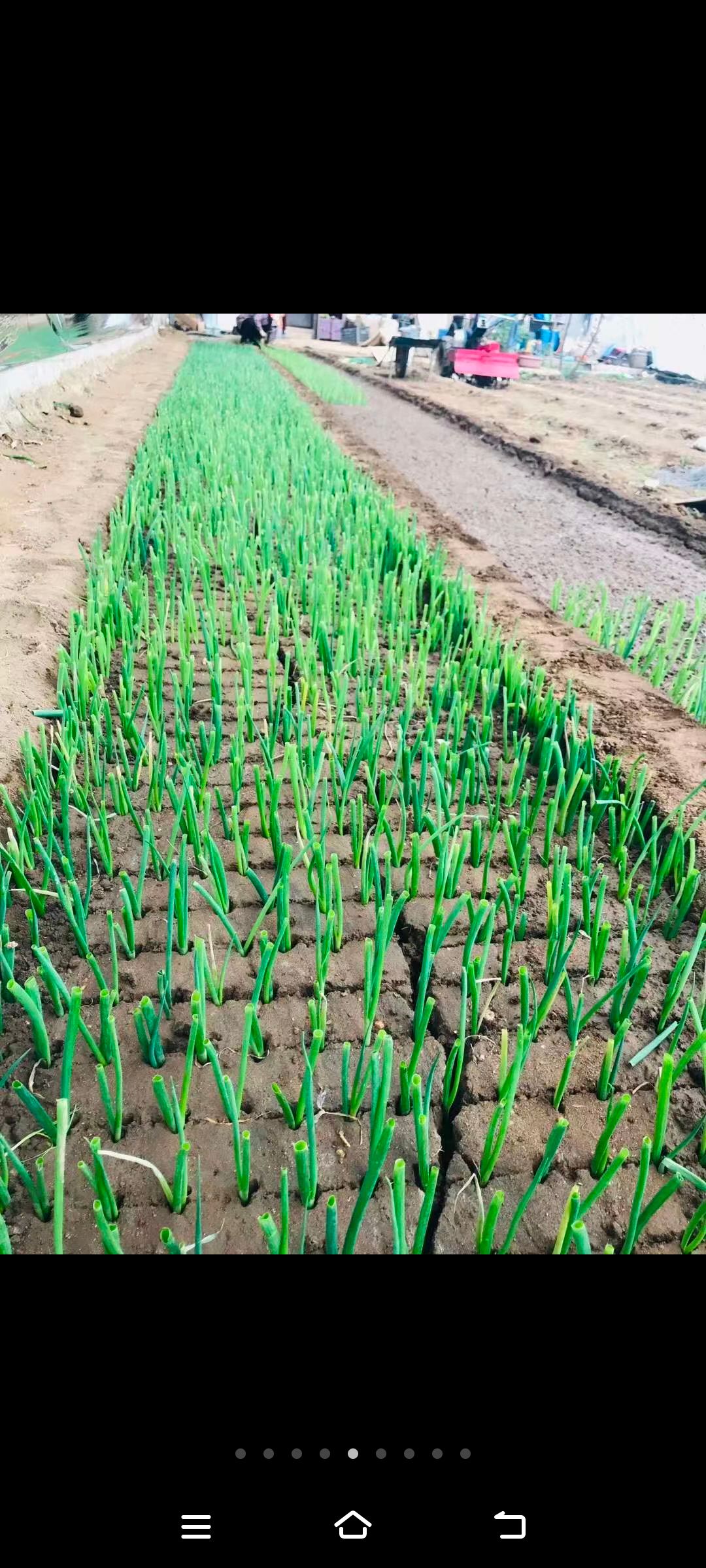 一代钢葱苗子，工厂化（种子包衣）基地育苗场