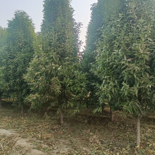 冠县龙柱碧桃