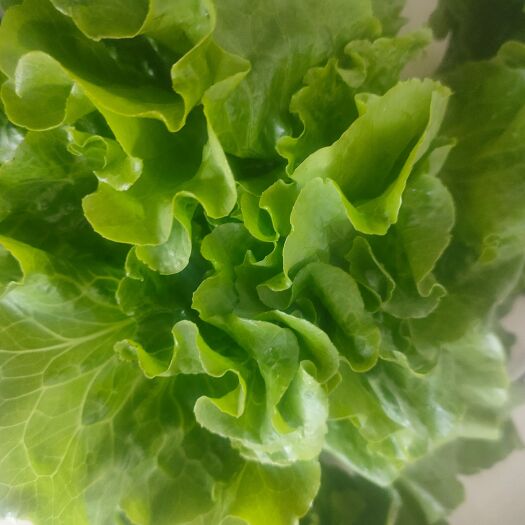 南通生菜  供商超   食堂  农贸   电商平台