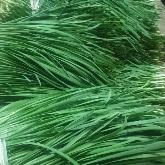 徐闻县【精品】广东徐闻沙土精品韭菜，量大质优，常年供应，欢迎采购!