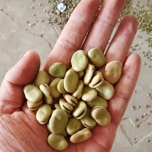 白皮蚕豆，早期熏蒸 无虫食品豆