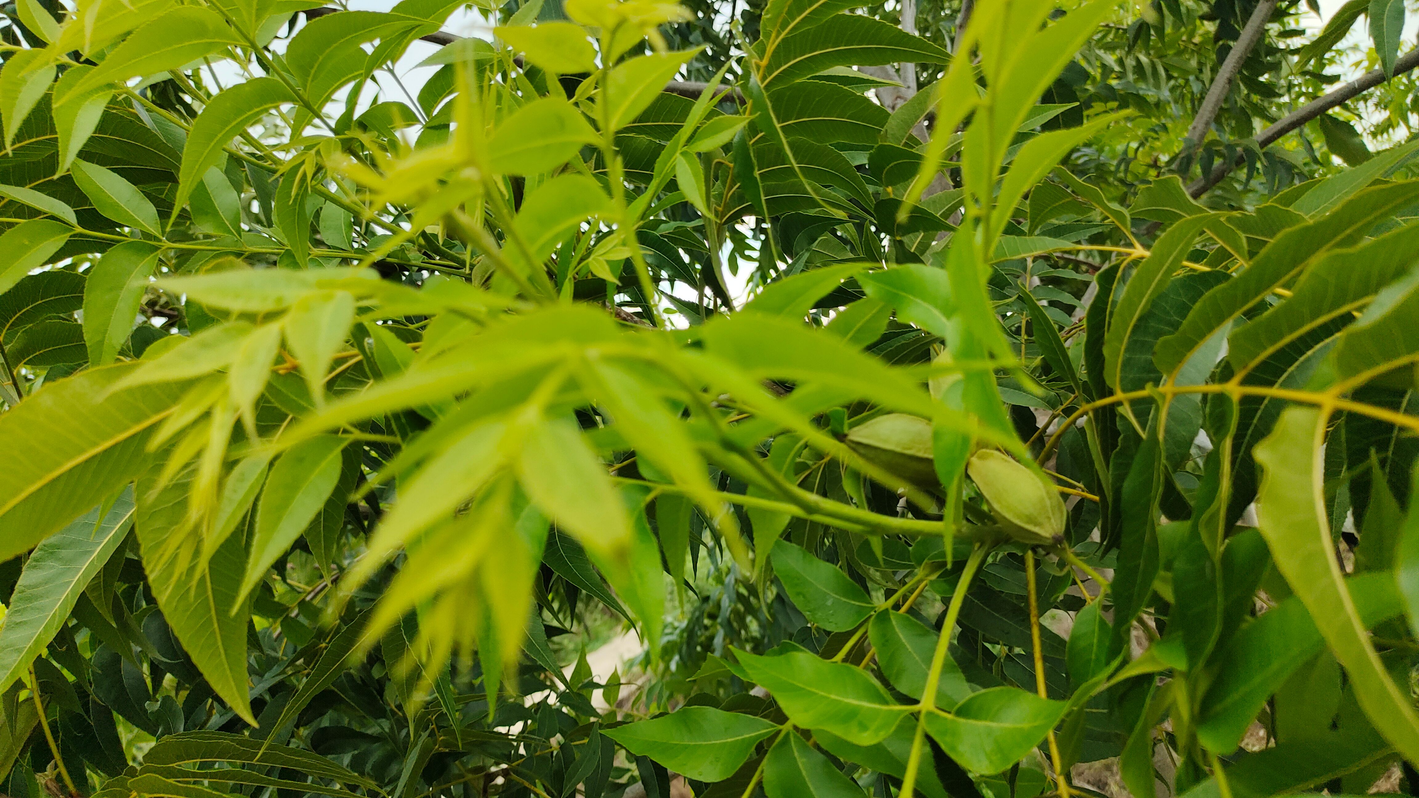 嫁接碧根果树苗销售