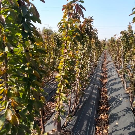 泰安一根棍大樱桃种植基地 二年一根棍大樱桃树价格