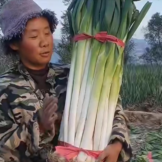 文水县基地供应长白大葱，钢葱，大量有货，支持大吨位供应，价格不高
