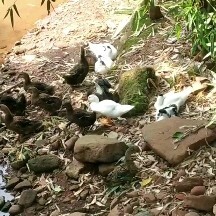 高矿物质山泉鸭