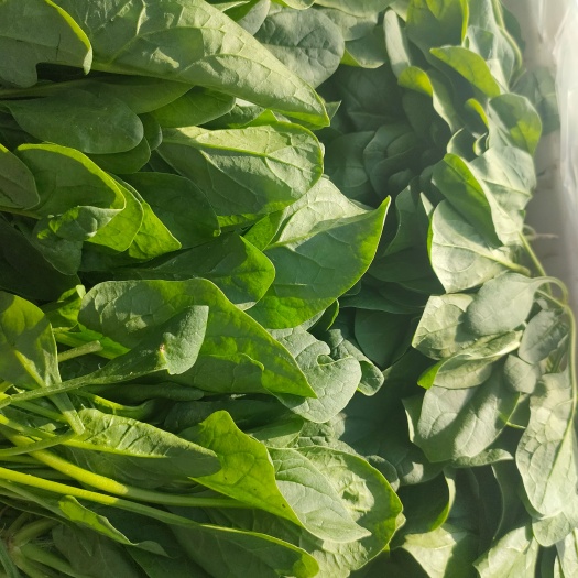 精品菠菜 供商超  食堂  电商平台