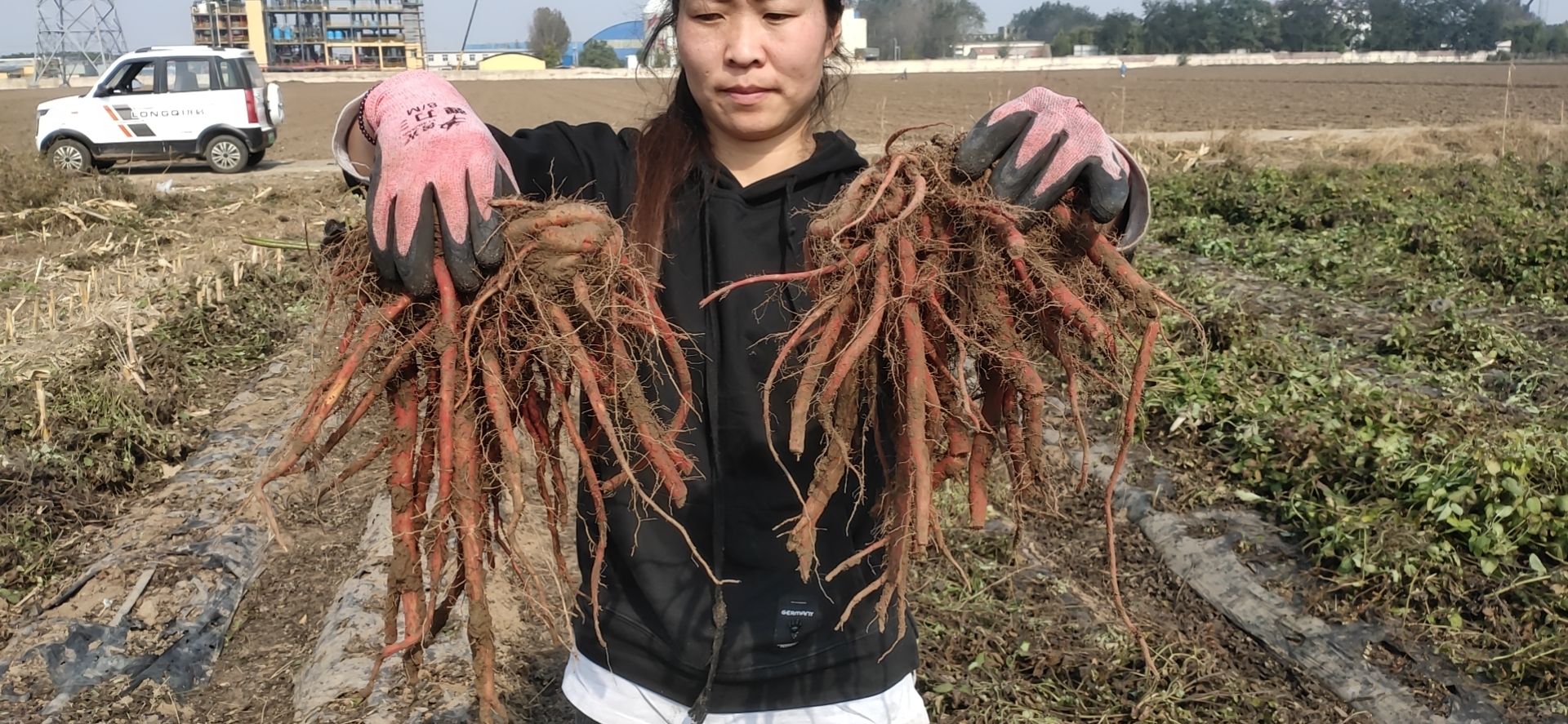 山东丹参，鲜丹参，22年最后200亩，欢迎选购