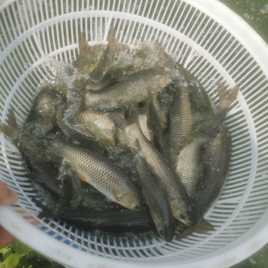 东兴市草鱼苗