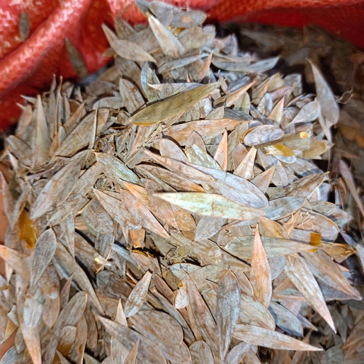 从江县博落回贵州产地一手资源质量保证欢迎广大客户订购