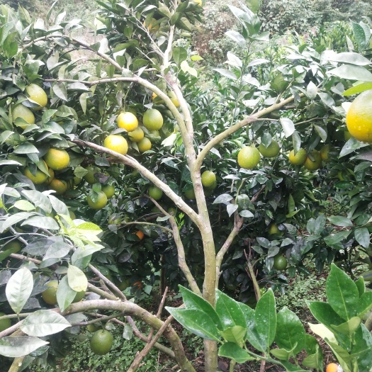 西林县绿橙