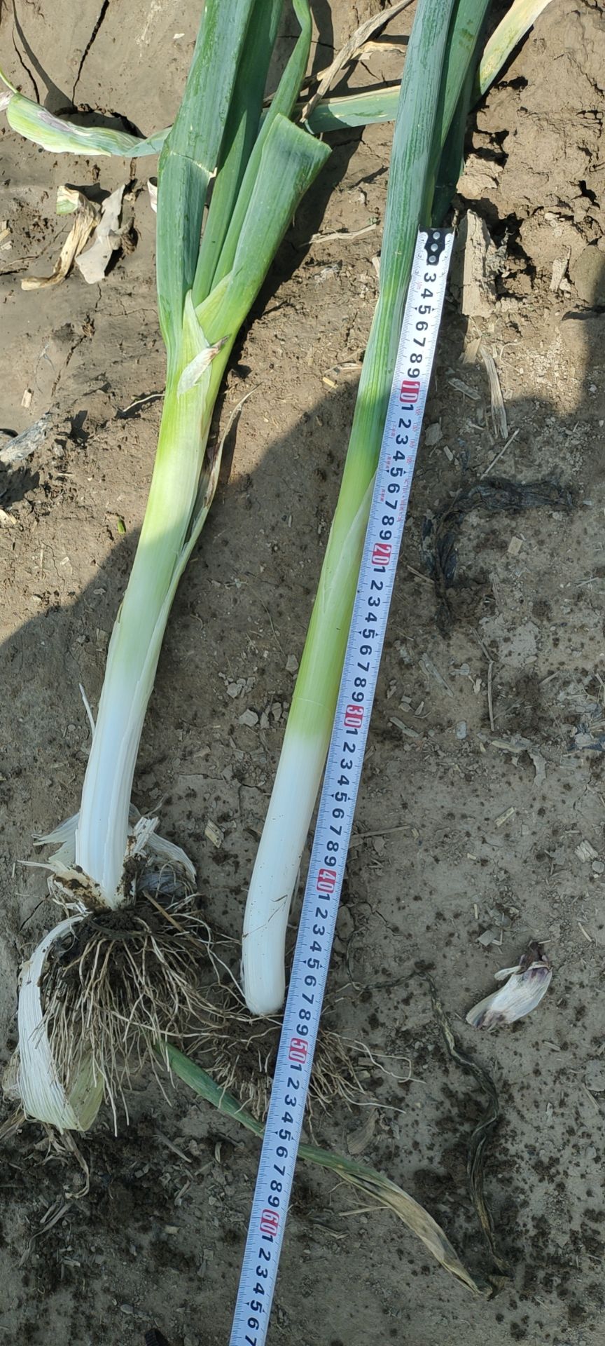 基地供应长白大葱，钢葱，大量有货，支持大吨位供应，价格不高