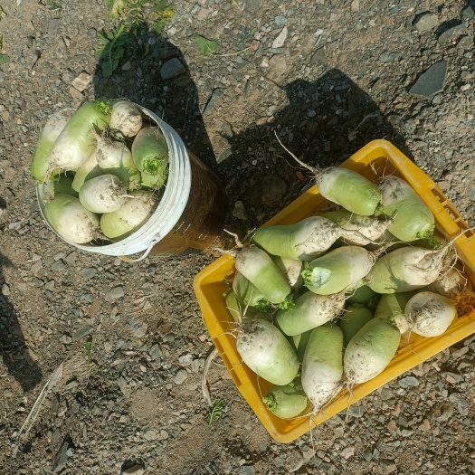 中卫宁夏沙地萝卜，水分足耐储存，口感微甜。