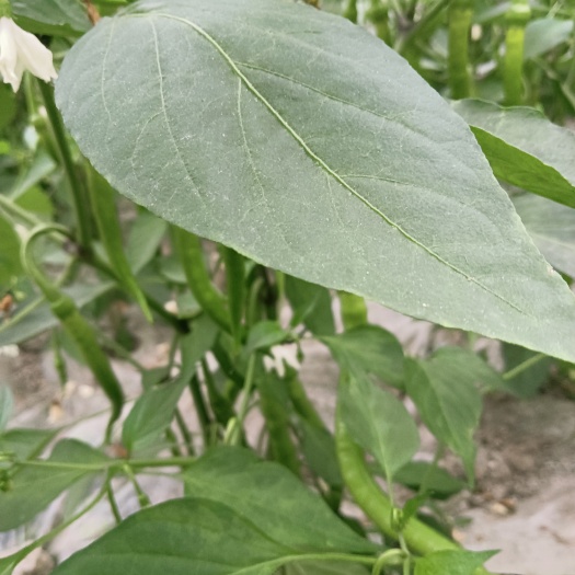 绵竹市青黄皮二荊条