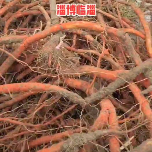 淄博山东丹参，鲜丹参，22年最后200亩，欢迎选购