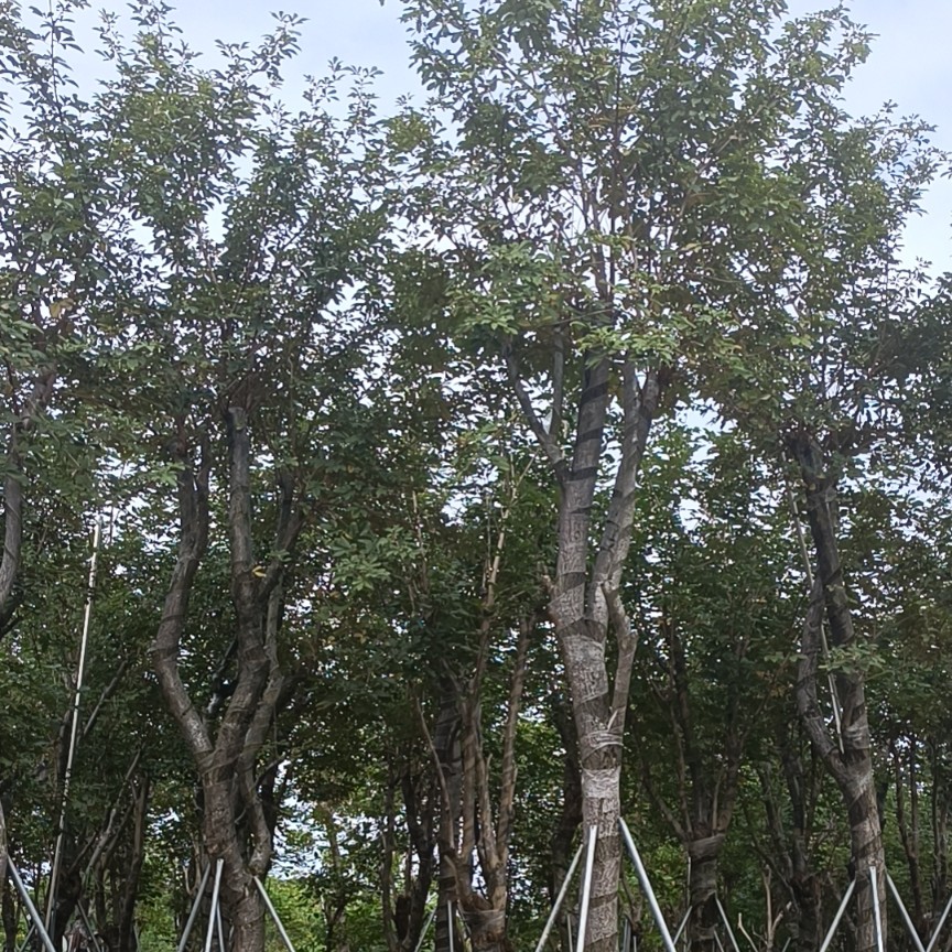 美丽异木棉 美人树 大腹木棉