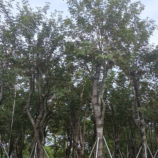 普宁市美丽异木棉 美人树 大腹木棉
