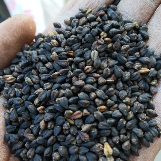 右玉县2022年优质新黑苦荞麦
