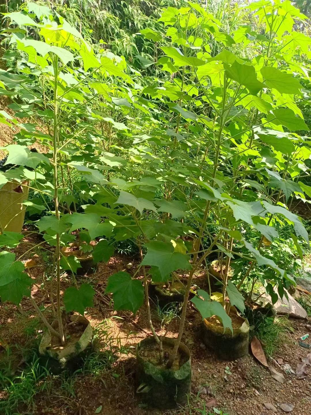 漳浦县丛生木芙蓉