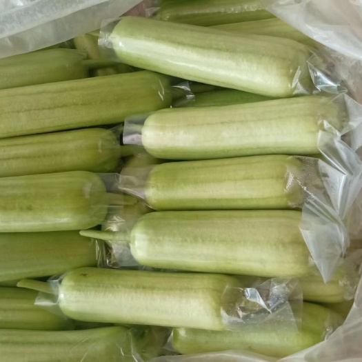 漳州白玉丝瓜