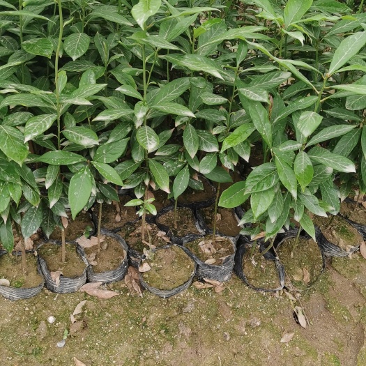金丝楠木杯苗，容器苗