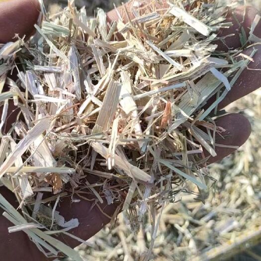 洮南市过夏玉米秸秆。挑战全国价格最低