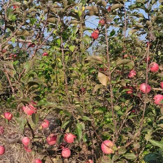 邢台寒富苹果