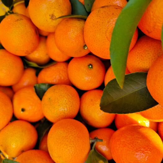 广西，沙糖橘，产地批发价钱便宜，质量保证可代发全国