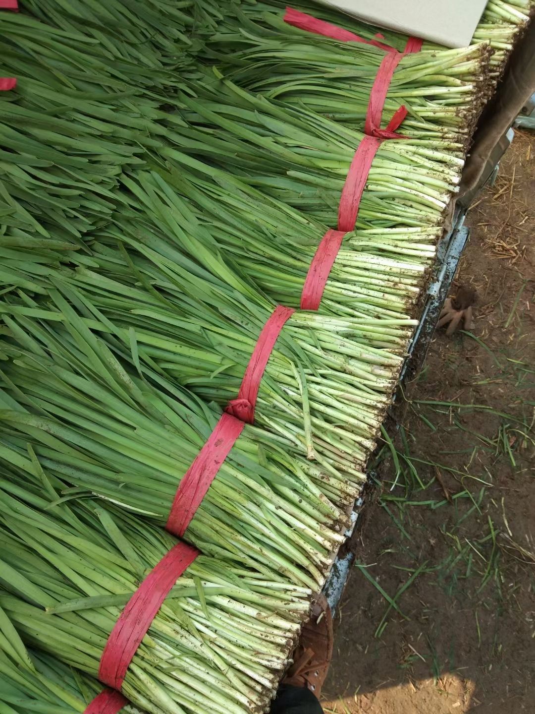 河北省唐山市乐亭棚韭菜大量上市