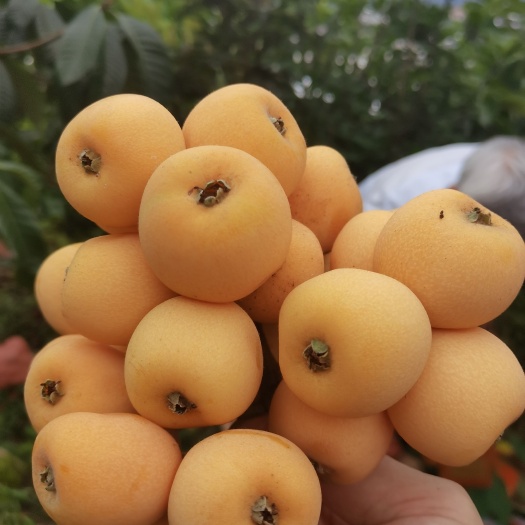 成都“春花枇杷”二十多年科研全球D有三月开花 避开霜冻