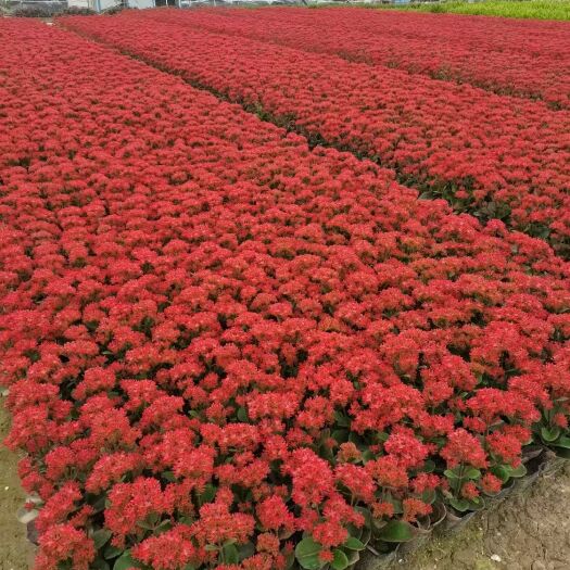 中山市广东中山 长寿花