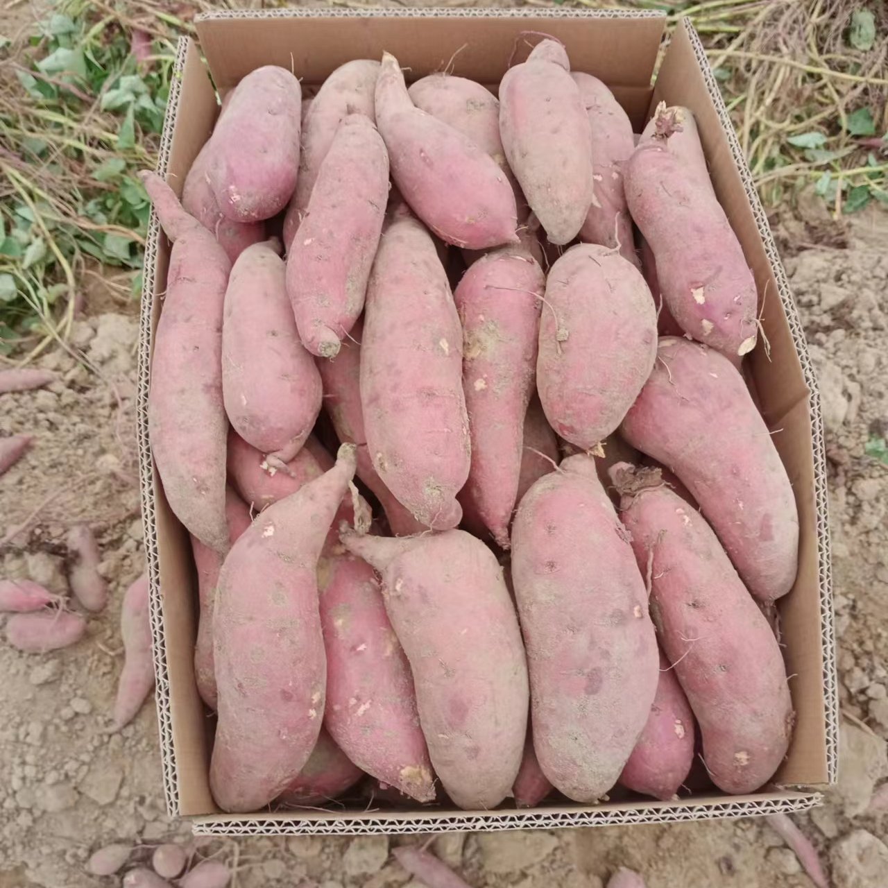 陆丰市商薯 红薯紫薯产地供应加工薯三两起步，需要联系我，量大从优，