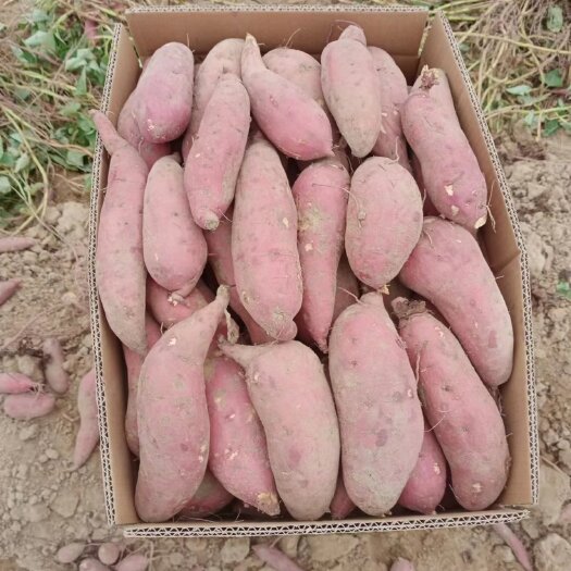 陆丰市商薯 红薯紫薯产地供应加工薯三两起步，需要联系我，量大从优，