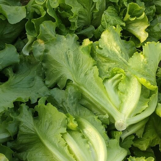 上海脆，嫩，甜，新出的一批生菜