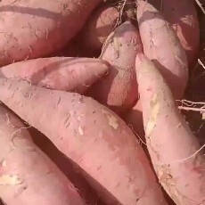 广东 西瓜红加工薯，三两起步，个头大，品质好，成品率高，需要
