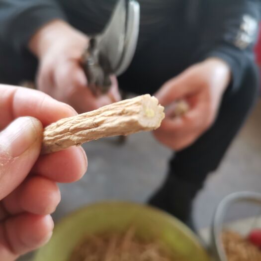 陇西县党参节