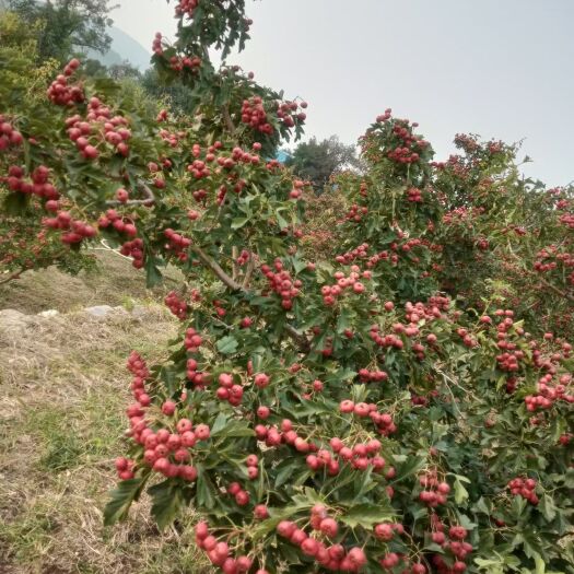 新泰市山东泰安新泰甜红子山楂。