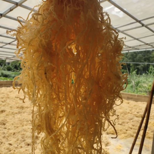玉林竹茹
