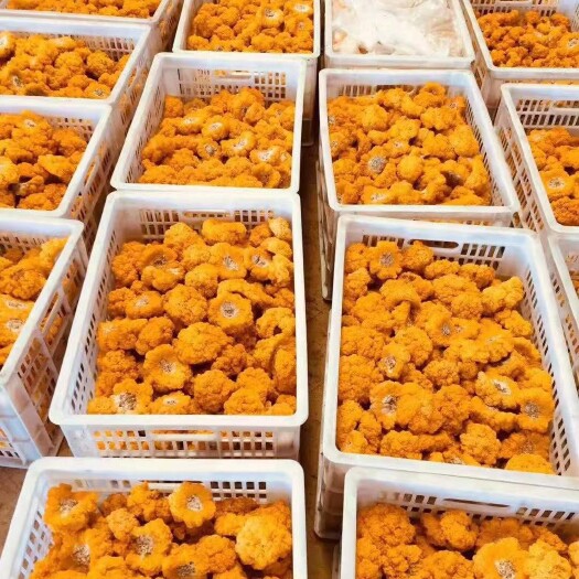 太康县金耳菌种