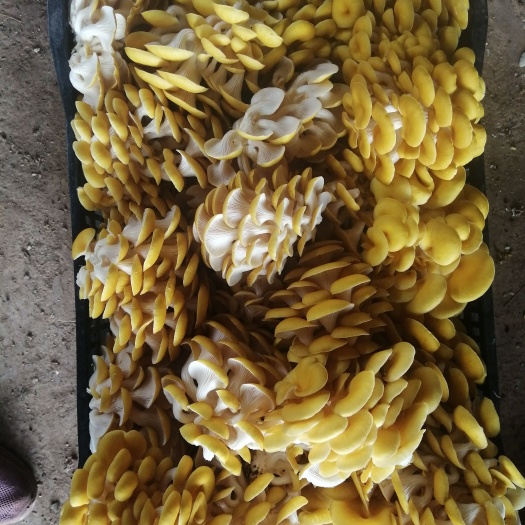 昆明鸡枞菌